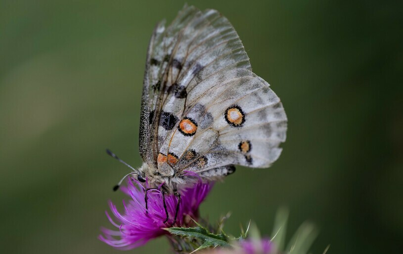 פרפר ריטריט זמן לעצמך ביוון