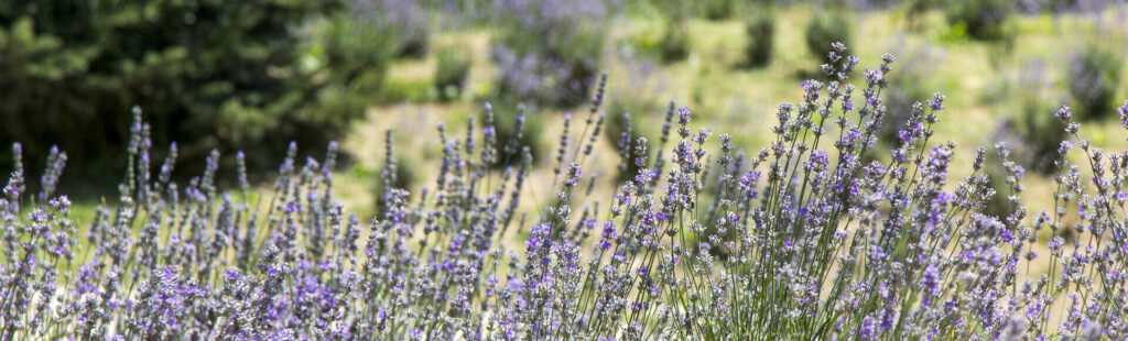 שדה פרחים ריטריט ביוון זמן לעצמך